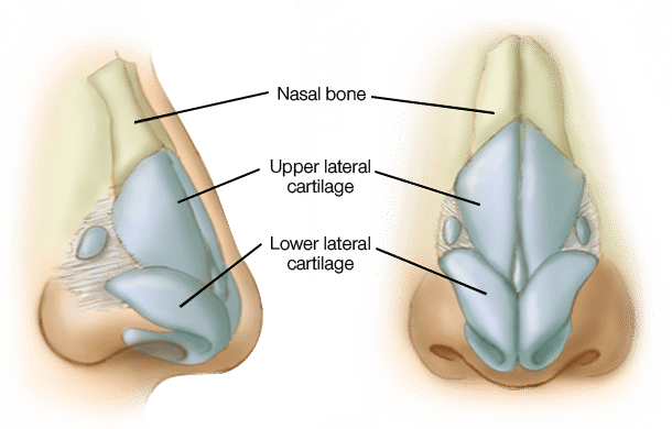 Nose Structure