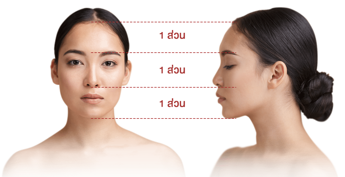 face-3part_chin โครงหน้า3ส่วน